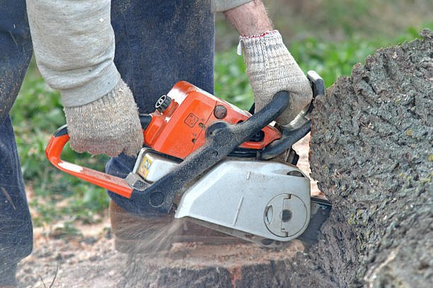 How Our Tree Care Process Works  in  Olympia, WA